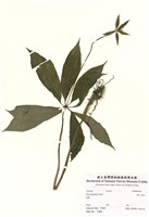 藏品(七葉一枝花)的圖片